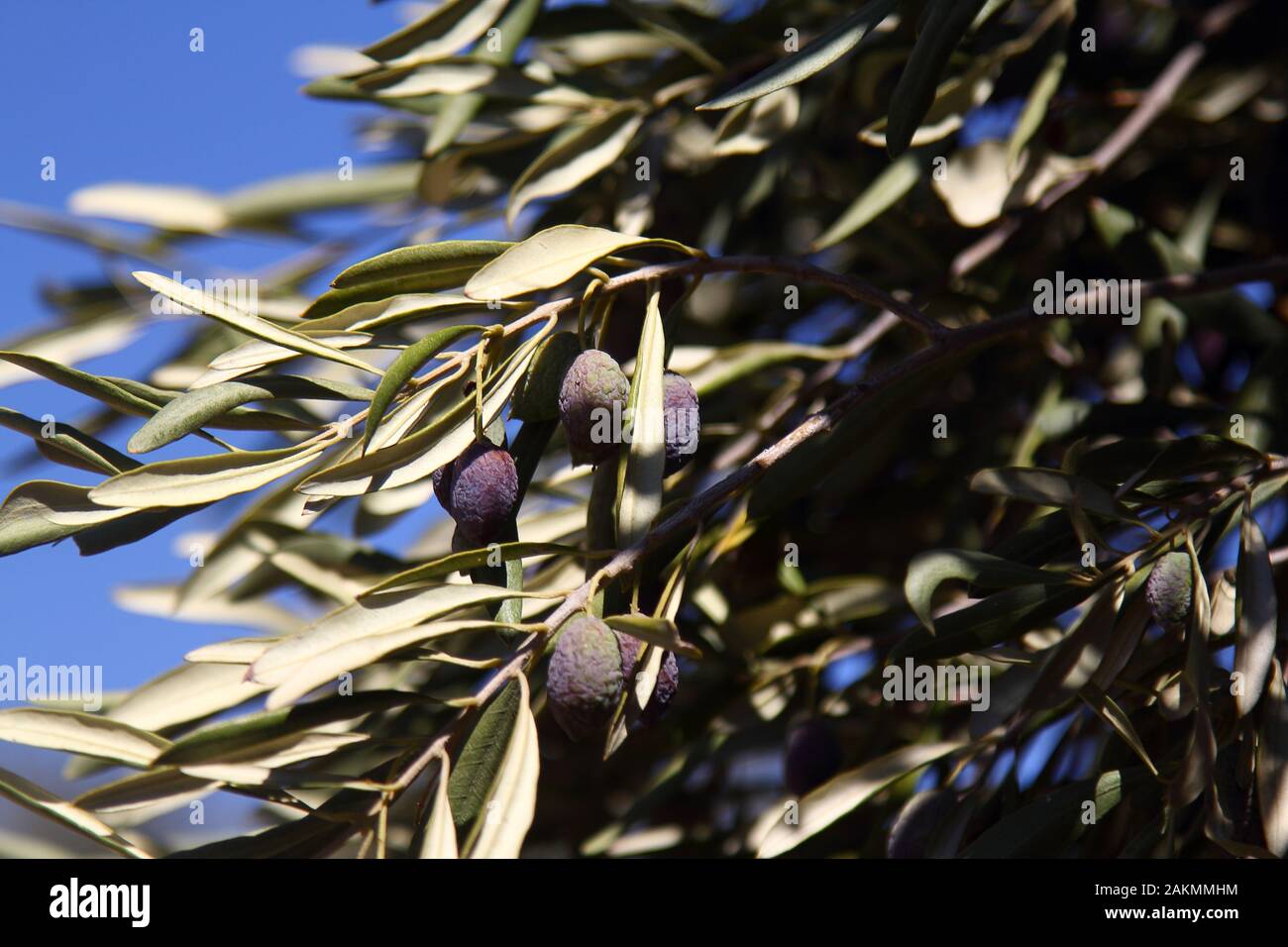 Green olives in a olive tree branch. Olive tree with green olives ...