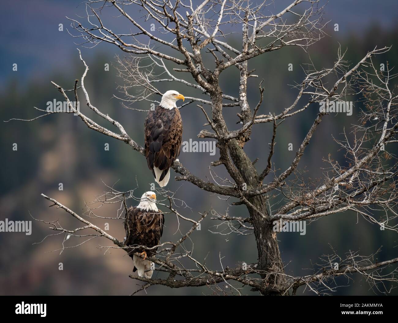 Bald eagle in Jasper Canada Stock Photo Alamy
