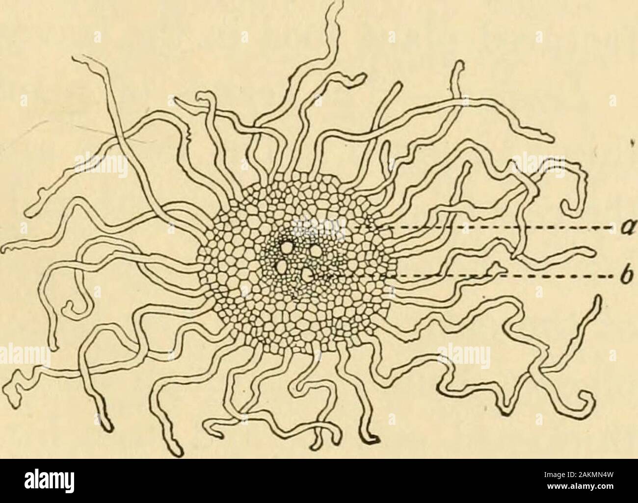 Colomial Roots An introduction to agriculture . TYPifiAL PLANT {Columbine) Showing, a ...