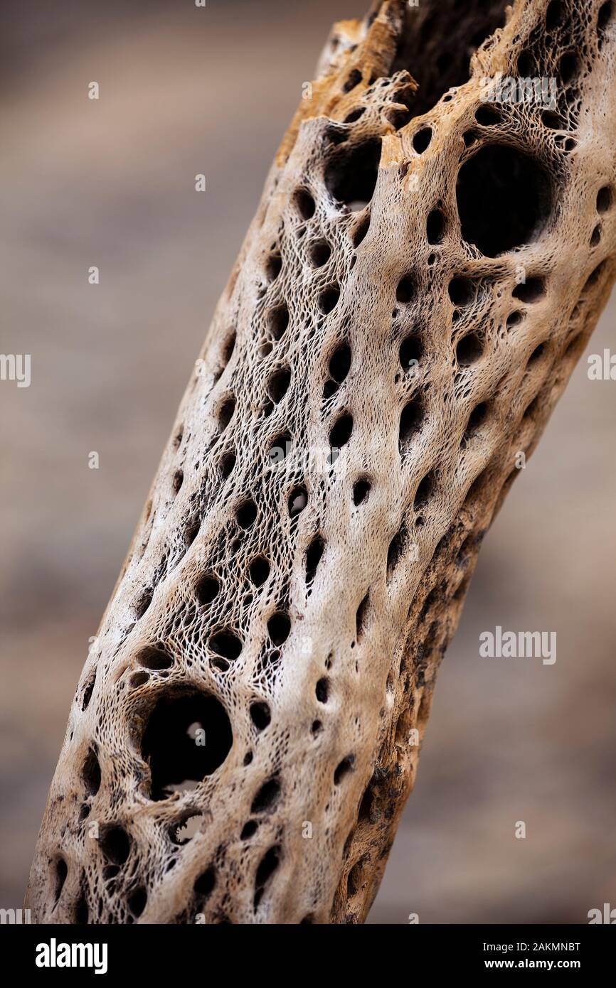 Dead Cholla Cactus stem Stock Photo