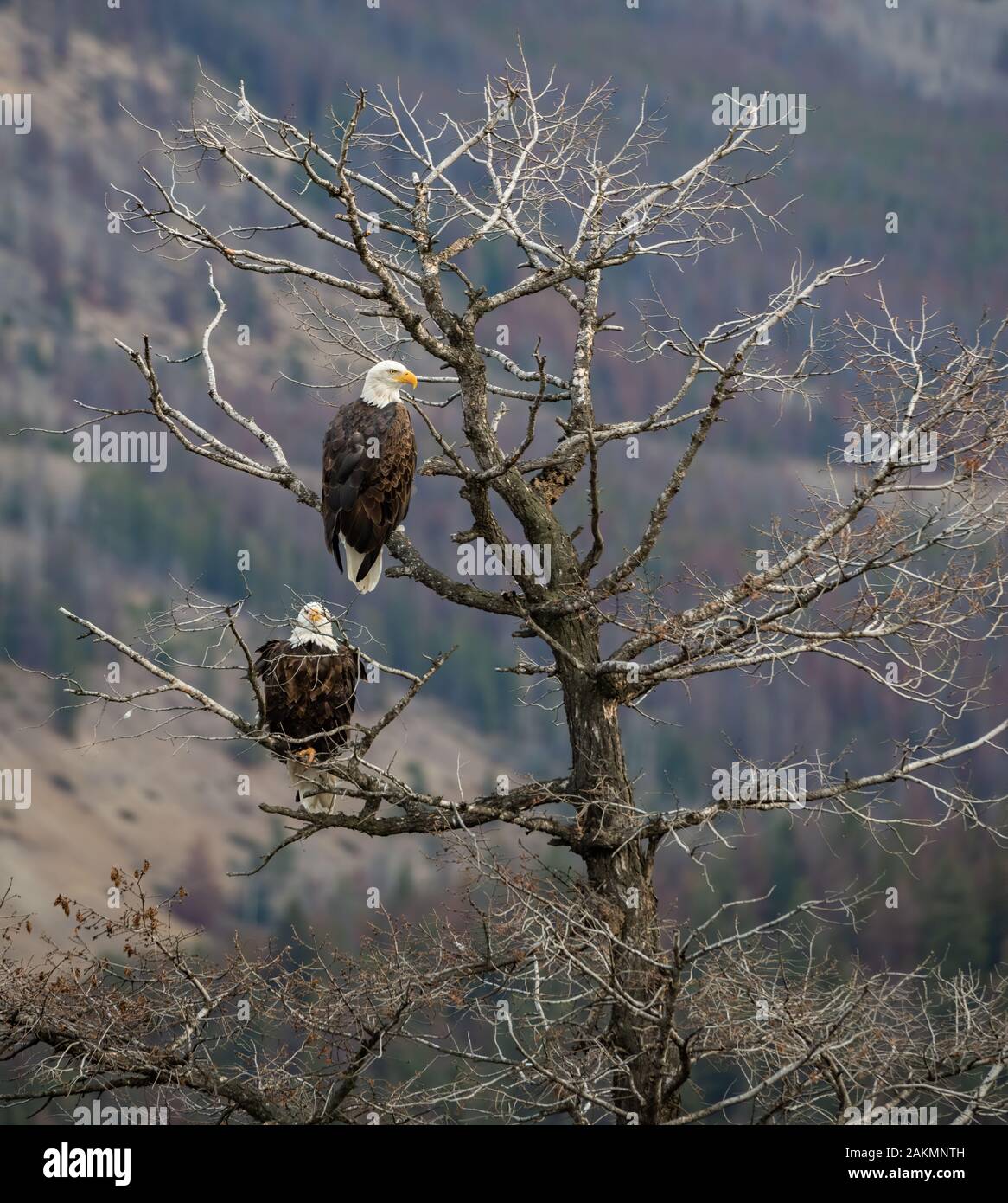 Bald eagle in Jasper Canada Stock Photo Alamy