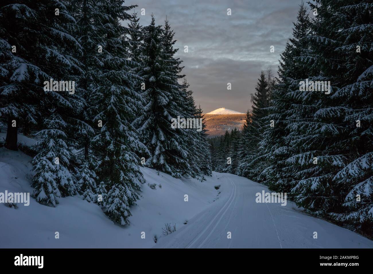 Sniezka summit in Karkonosze mountains in sunset light with snowy trees on foreground Stock Photo