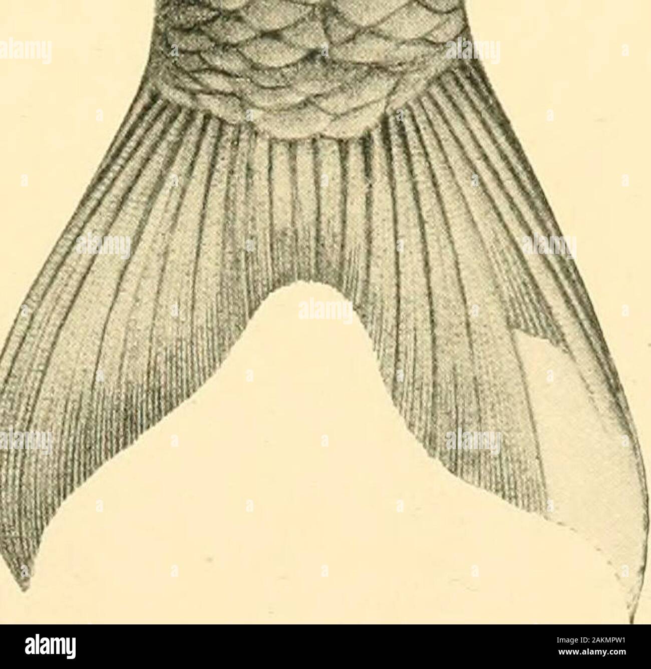 The Tanganyika problem; an account of the researches undertaken concerning the existence of marine animals in Central Africa . 158 THE TANGANYIKA PROBLEM. 10. Barbus serrifer.—Blgr. 1900. (Fig., p. 207, lower.) Depth of body 3 to 3.} times in total length, length of head 4 to 4.3 times. Snoutrounded, not projecting beyond the lower jaw, as long as or a little longer than thediameter of the eye, which is contained 4 to 4^ times in the length of the headand 1  to h times in the interocular width ; mouth small, with two pairs ofbarbels, the posterior of which are the longer, and measure twice t Stock Photo