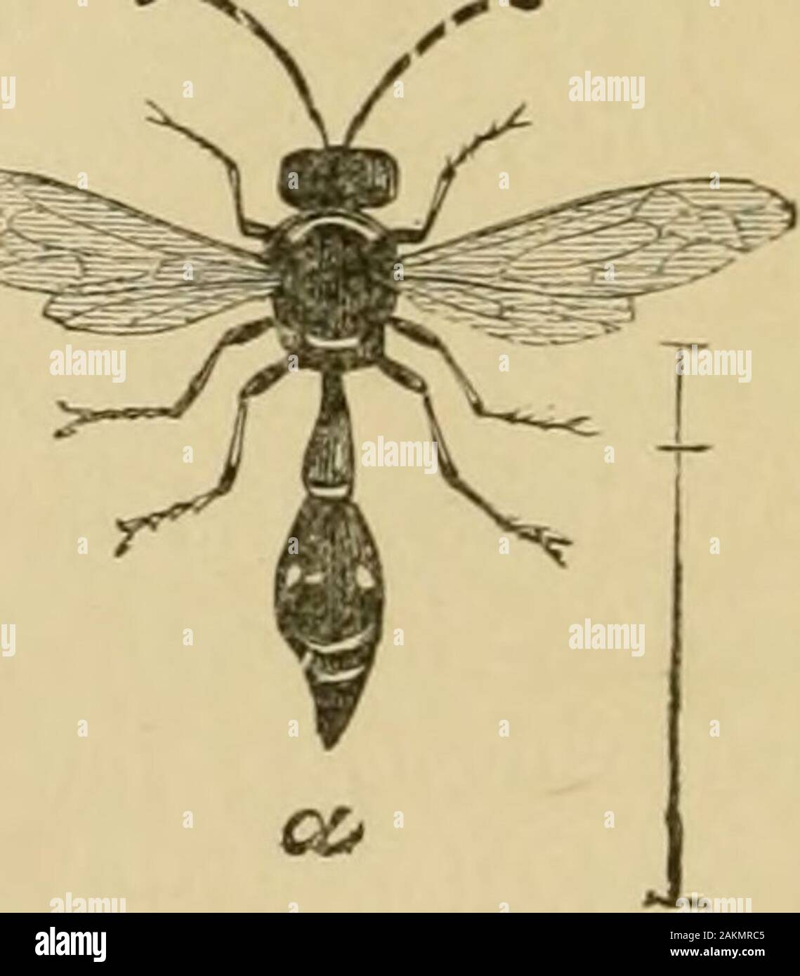 Insects injurious to fruits . Fig. 65. rm. Fraternal Potter-wasp, Eumenes fraternus Say (a, Fig. 65),stores the cells for her young with canker-worms, often placingas many as fifteen or twenty in a single cell. In the figure, at ATTACKING THE LEAVES. 71 6 is shown fhe clay cell of this insect entire; at c the same cutthrough, showing how it is packed with these larvae. Thesecells are sometimes attached to plants and sometimes con-structed under the loose bark of trees. Insect-eating birdsalso devour large numbers of canker-worms. These insects are not confined to the apple-tree: elm-trees are Stock Photo