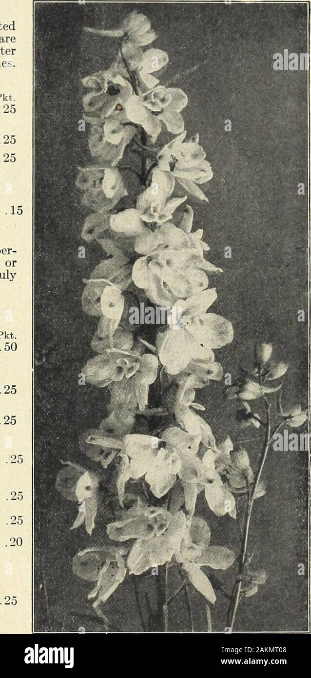 Farquhar's garden annual : 1918 . Delphinium. Farquhars Improved Hybrid. Chinensis. White. Chinensis, Mixed. Shades of blue and white.Elatum. 6645664666506655 Oz., $1.00; i oz., .30; Oz., $1.00; i oz., .30; (Bee Larkspur.) Rich blue shades, with black centres. 4 ft. J oz., .35;Formosum. Splendid dark blue with white eye. 3 ft. Oz., $2.00; J oz., .60; Formosum Coelestinum. Very beautiful large pale-blue flowers. 3 ft. DIANTHUS Caesius. [Cheddar Pink.) Rosy-pink, fine for rockeries . . Deltoides. {Maiden Pink.) Trailing variety; flowers pink with dark circle. i oz., .40; 8 inches 6 inches Deltoi Stock Photo