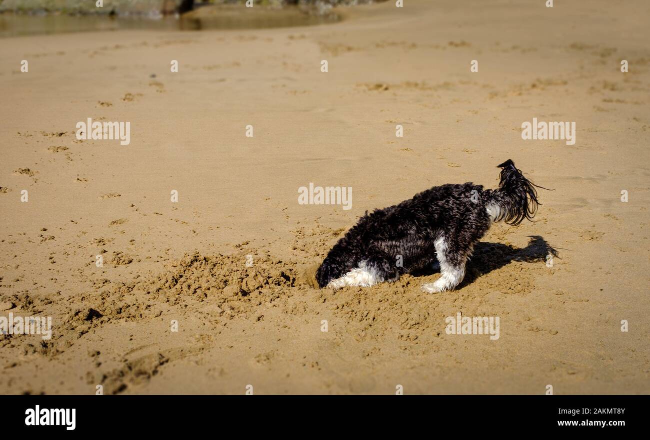 Small black and white dog with head in hole digging on a beach, head in sand Stock Photo