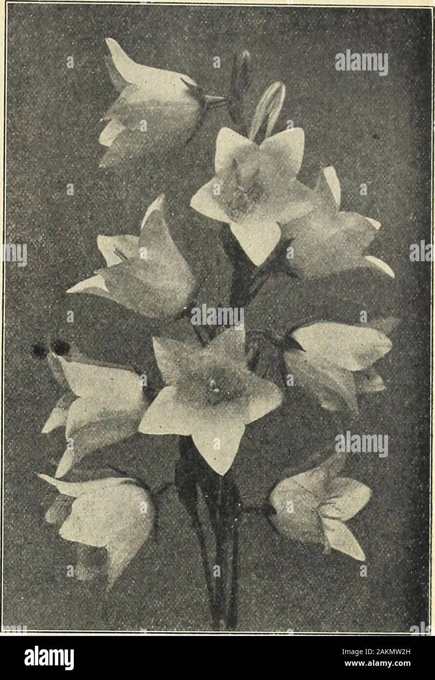 Farquhar's garden annual : 1918 . rowing plantproducing spikes of pea-shaped blue flowers six inches in length.June and July. 2^ ft. ... ... ... i oz., .25; 6225 BOCCONIA Japonica. {Plume Poppy, or Tree Celandine.) Anoble hardy perennial, with large glaucous leaves and taUflower stems with terminal panicles of white flowers. Usefulfor planting as a background in large beds. July and Aug.6 to 8 ft Oz., .50; 62.30 BOLTONIA Asteroides. One of the showiest of our nativeperennials closely resembling and aUied to the hardy Asters;flowers pure white. Aug. and Sept. 6 ft. ... 6235 Latisquama. Flowers Stock Photo