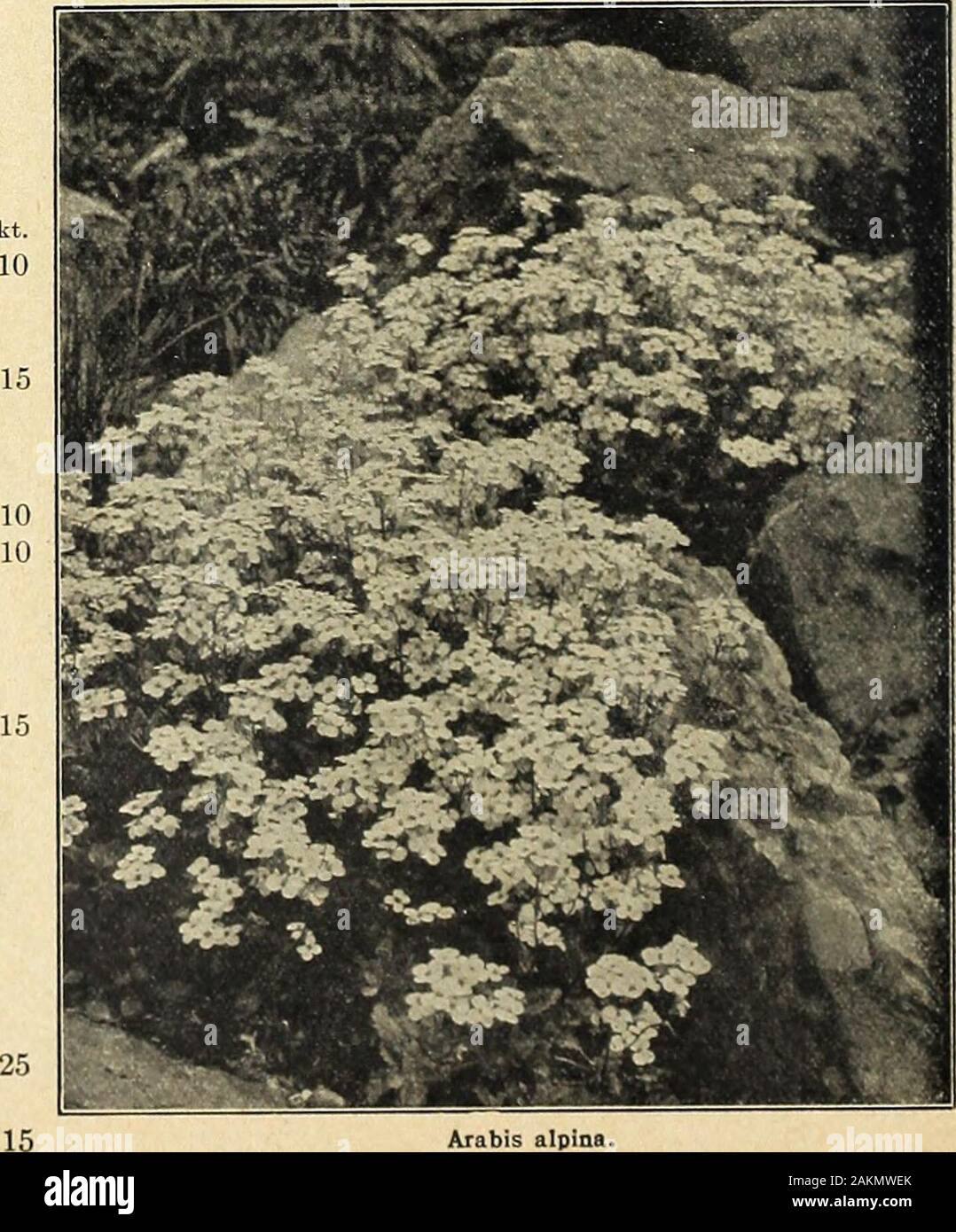 Farquhar's garden annual : 1918 . reepingvariety, smothered with dainty white flowers in early Sum-mer. Valuable plant for the rock garden. J oz., .75; Pkt..10 .15 ARMERIA Maritima. (Thriftor Sea Pink.) A pretty edgingplant with deep pink flowers; May to September. 1 ft. ioz., .60; .10Plantaginea. Bright rosy-pink i oz., .60; .10 6145 ASCLEPIAS tuberosa. (Butterfly-weed.) One of the finestnative perennials with compact umbels of brilliant orange-red flowers. Invaluable for border or shrubbery groups;July and August. 2 ft. . ... ... i oz., .50; 6155 ASPERULA Odorata. (&lt;Sweci TT^oodrw^.) Pret Stock Photo