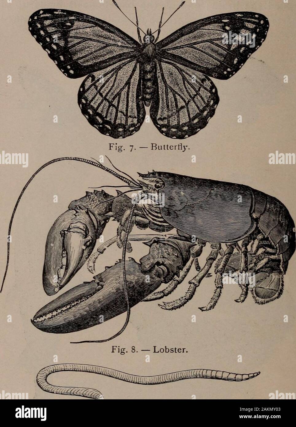 Natural history of animals; . Fig. 4. — Snake. Fig. 6. — Fish. Other animals,  as Bees, Butterflies, Flies and allother Insects, Spiders, Mites, Crabs,  Lobsters, and 14 GENERAL DESCRIPTION OF ANIMALS..