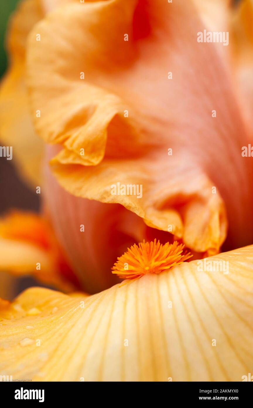 The iris beard crests one of the petals of an Iris named Good Show. Stock Photo