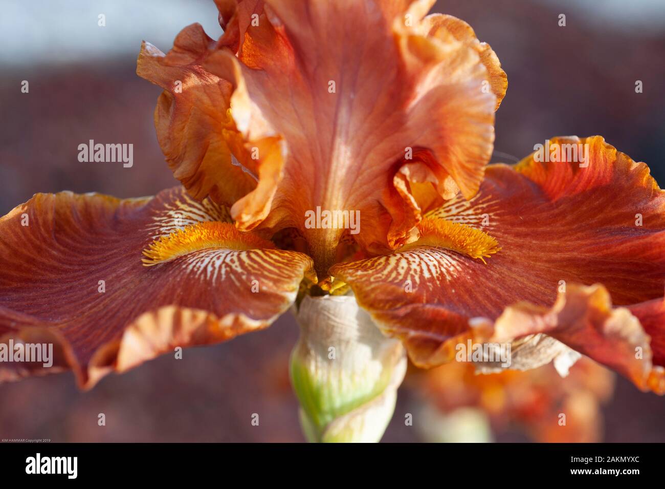 A Tall Bearded iris named Rustler displays an orange flowerhead of ruffled petals and furry beards. Stock Photo