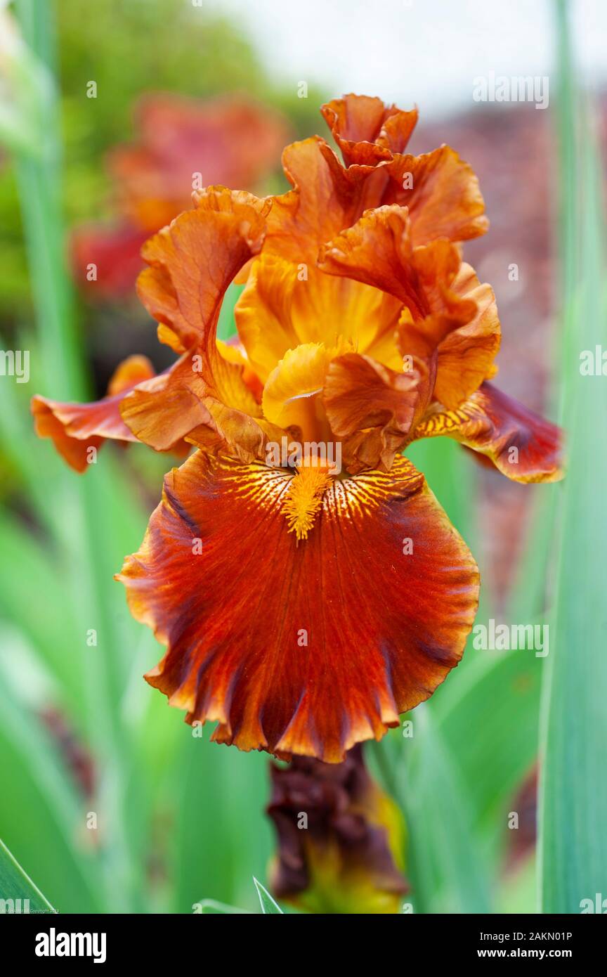 A Tall Bearded iris named Rustler displays an orange flowerhead of ruffled petals and furry beards. Stock Photo