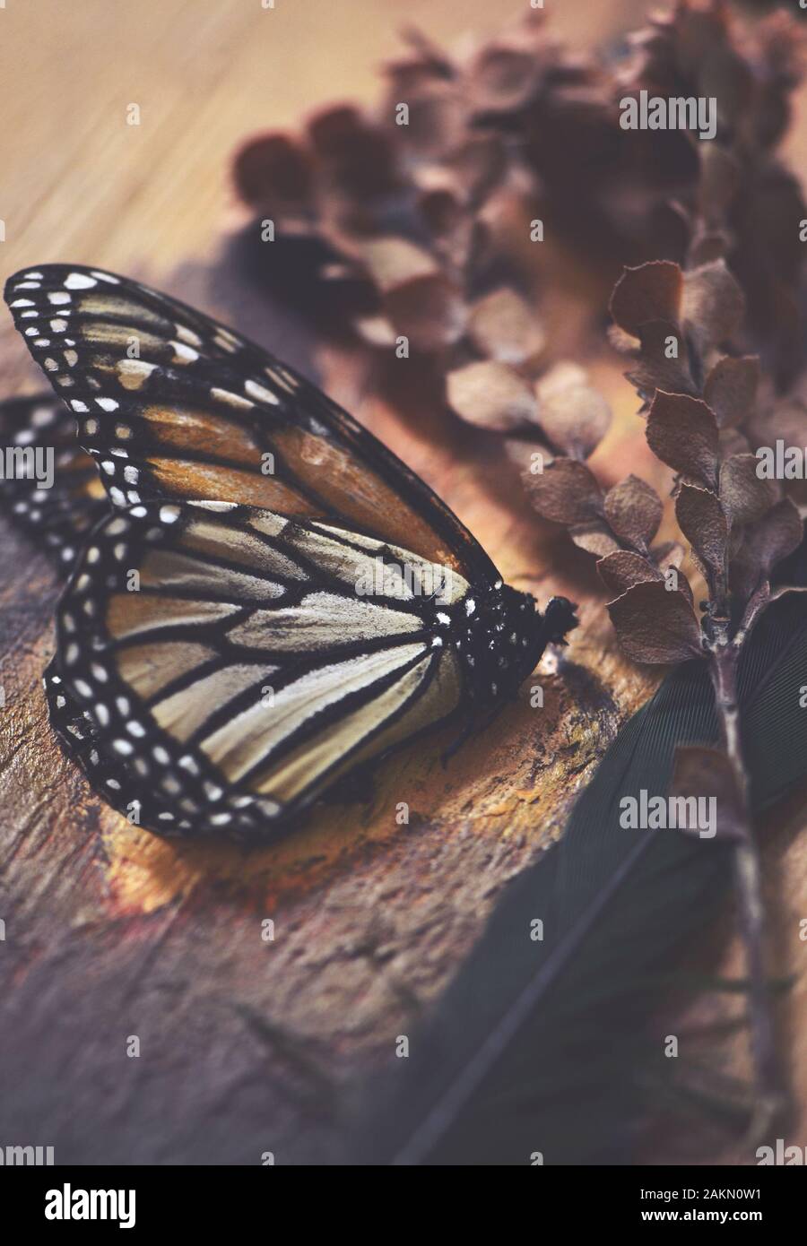 Vintage still life scene of a dead butterfly, feather and dried pressed plant on rustic aged wood background. Selective focus on butterfly body. Natur Stock Photo