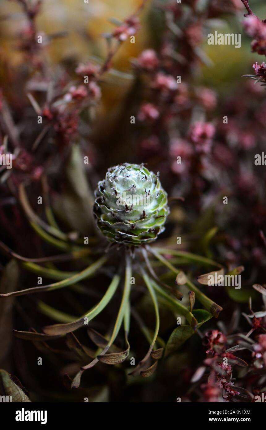 Dreamy moody dried Australian native flowers Stock Photo