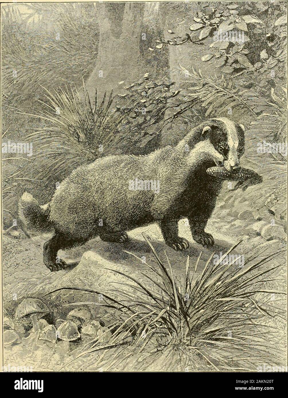 Malay Badger High Resolution Stock Photography And Images Alamy
