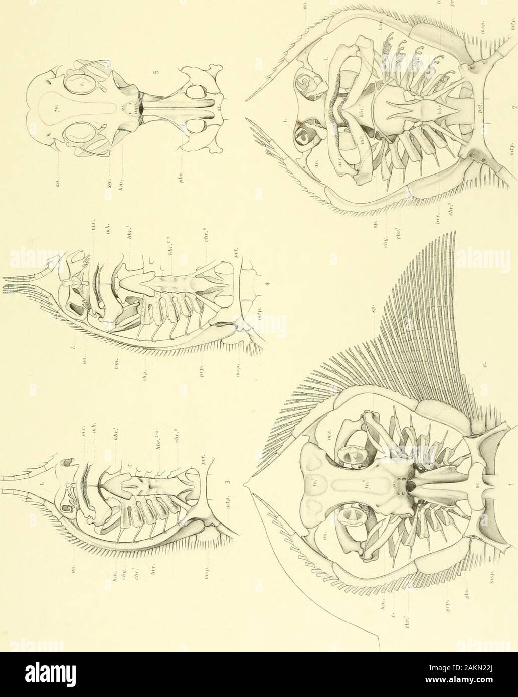 Memoirs of the Museum of Comparative Zoölogy, at Harvard College, Cambridge, Mass . skull in consequenceresembling that of Dasybatus. The scapular attachment overlaps the girdle as in the other Raiidae.A feature not noticed in the others is a small movable cartilage, x, resting above the base of the sus-pen.sorium, a rudiment perhaps of a sometime complete arch which included the spiracular cartilages andthe pterygoquadrates, the upper jaws. The copula is unsegmented and the joints in tlie bases of thepectorals oppo.iite the gills are like those of the family in general. Urotrygon, fig. 3, and Stock Photo