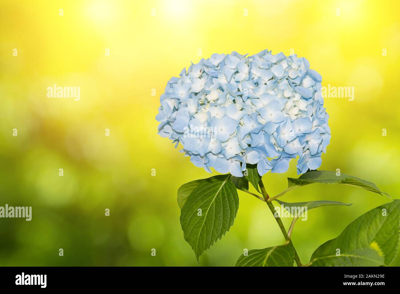 Hydrangea japan forest hires stock photography and images Alamy