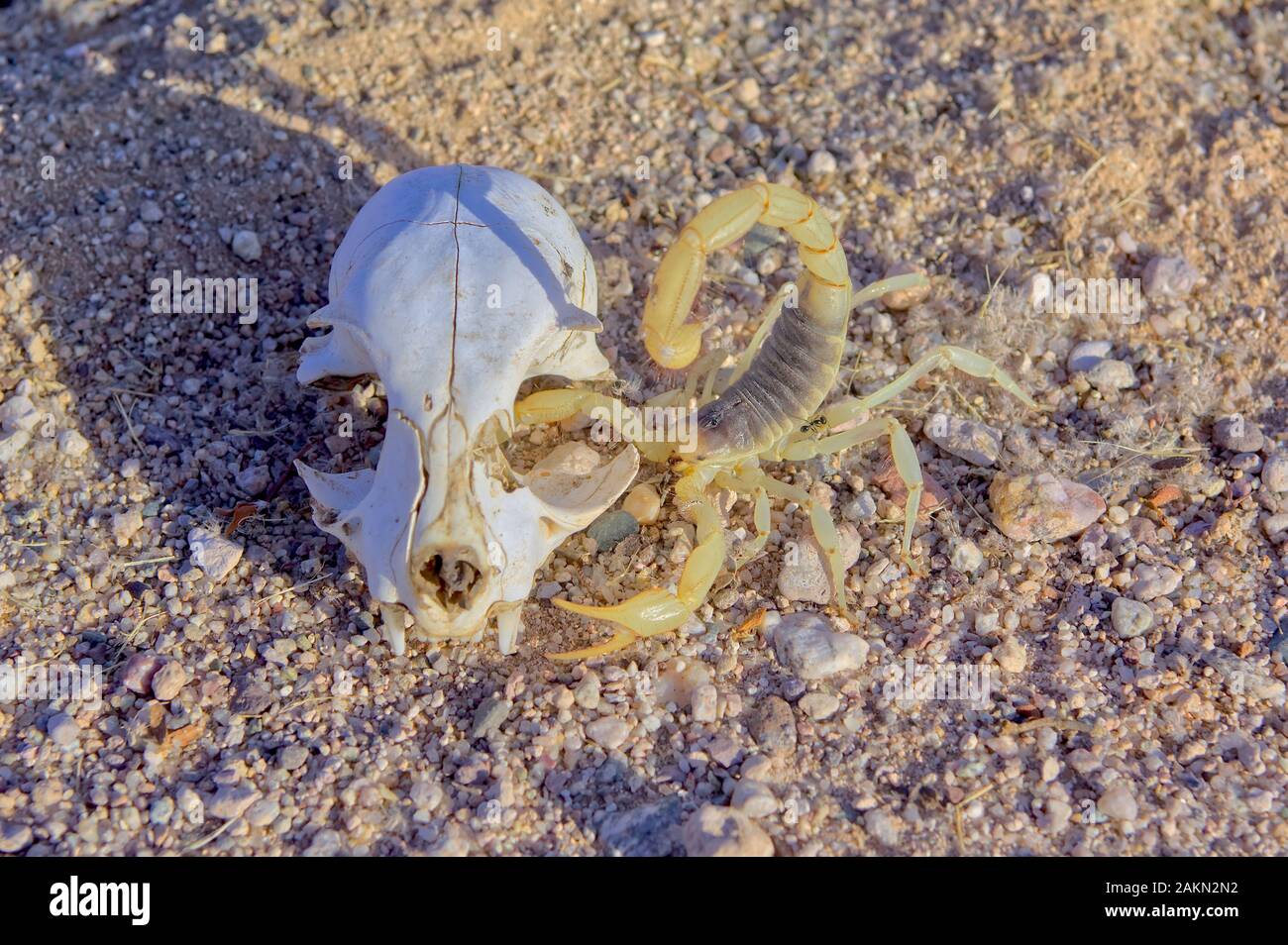 A Giant Hairy Scorpion native to Arizona protecting an animal skull. Stock Photo