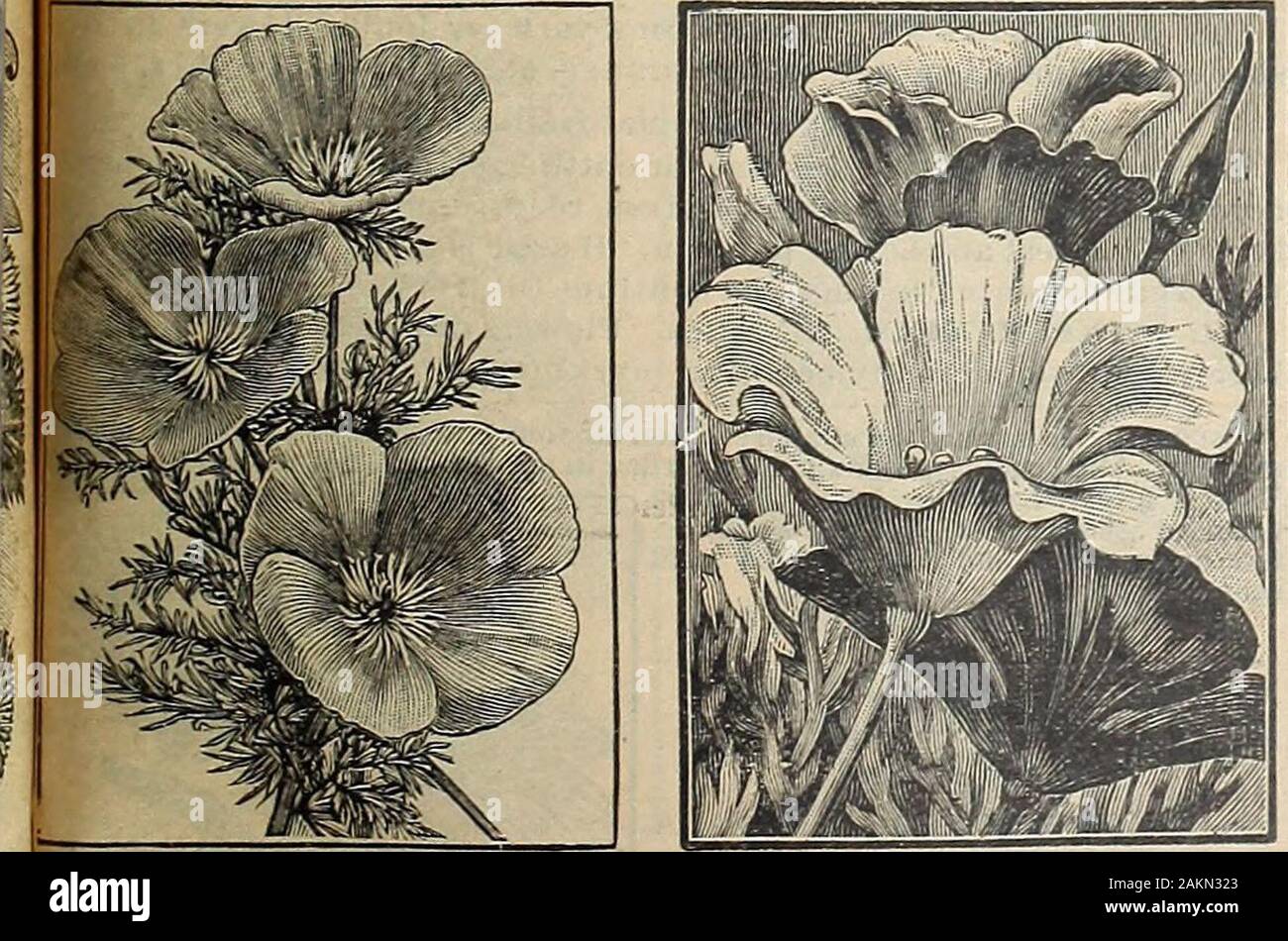 The Maule seed book : 1917 . ree-flowering annual climber bearing clusters ofwhite, scarlet, purple sweet pea shaped blossoms. Grows 10 to 15 feetMgh, making it an excellent one for trellises, fences, or where a climb-ing vine could be used. Highly satisfactory In almost any situation. 1316 SOUDAN PURPLE. The twining stems are of an intense pur-ple; the long spikes of flowers are a brilliant purple violet. Pkt., 5 cts. I3J7 DAYLiIGHT. Bold spikes of pure white flowers, appearingtorn base to summit. Packet, 5 cents; ounce, 25 cents. J3I8 AIjL sorts MIXED. This mixture includes the above andmany Stock Photo