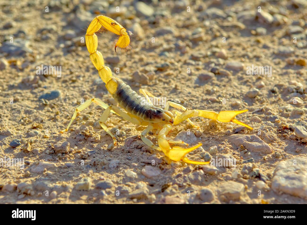A Giant Hairy Scorpion native to Arizona in a defensive posture ready to sting if provoked. Stock Photo