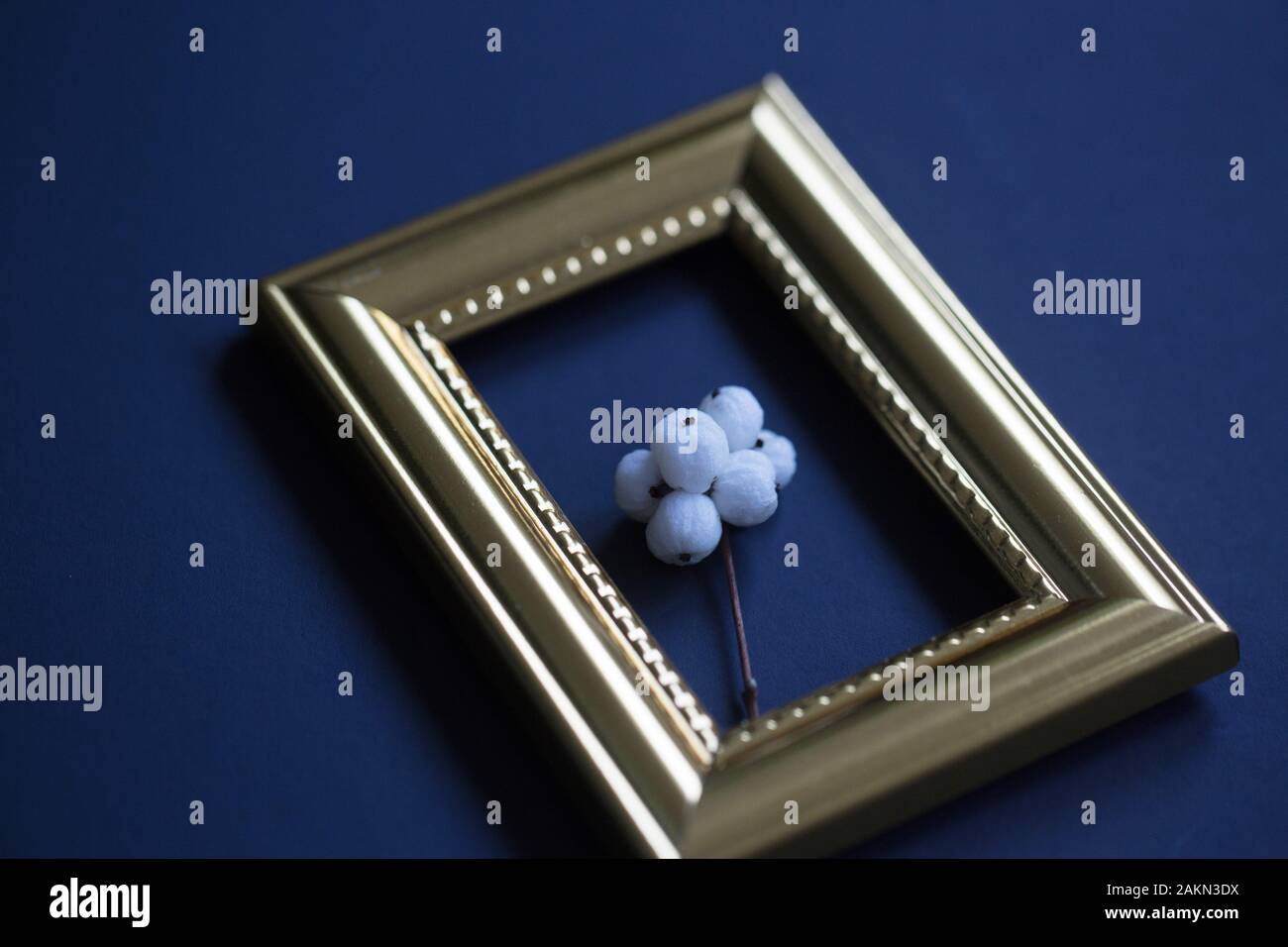 A sprig of real snowberries in a gold picture frame. Stock Photo