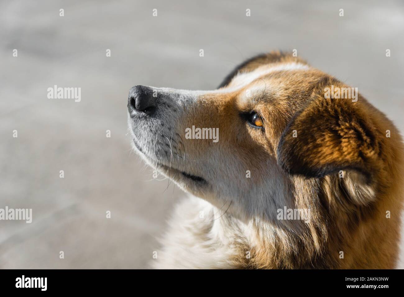young puppy dog looking up with an open eye looking afar - dog face side profile with hopeful and wishful look Stock Photo