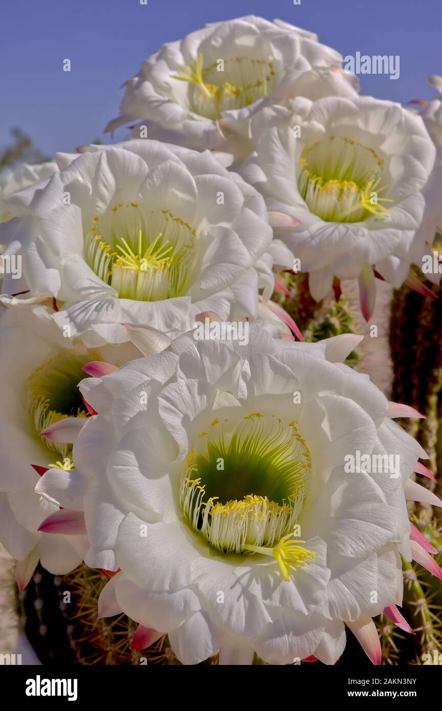 A group of flowers from the Echinopsis Cactus blooming at the same time