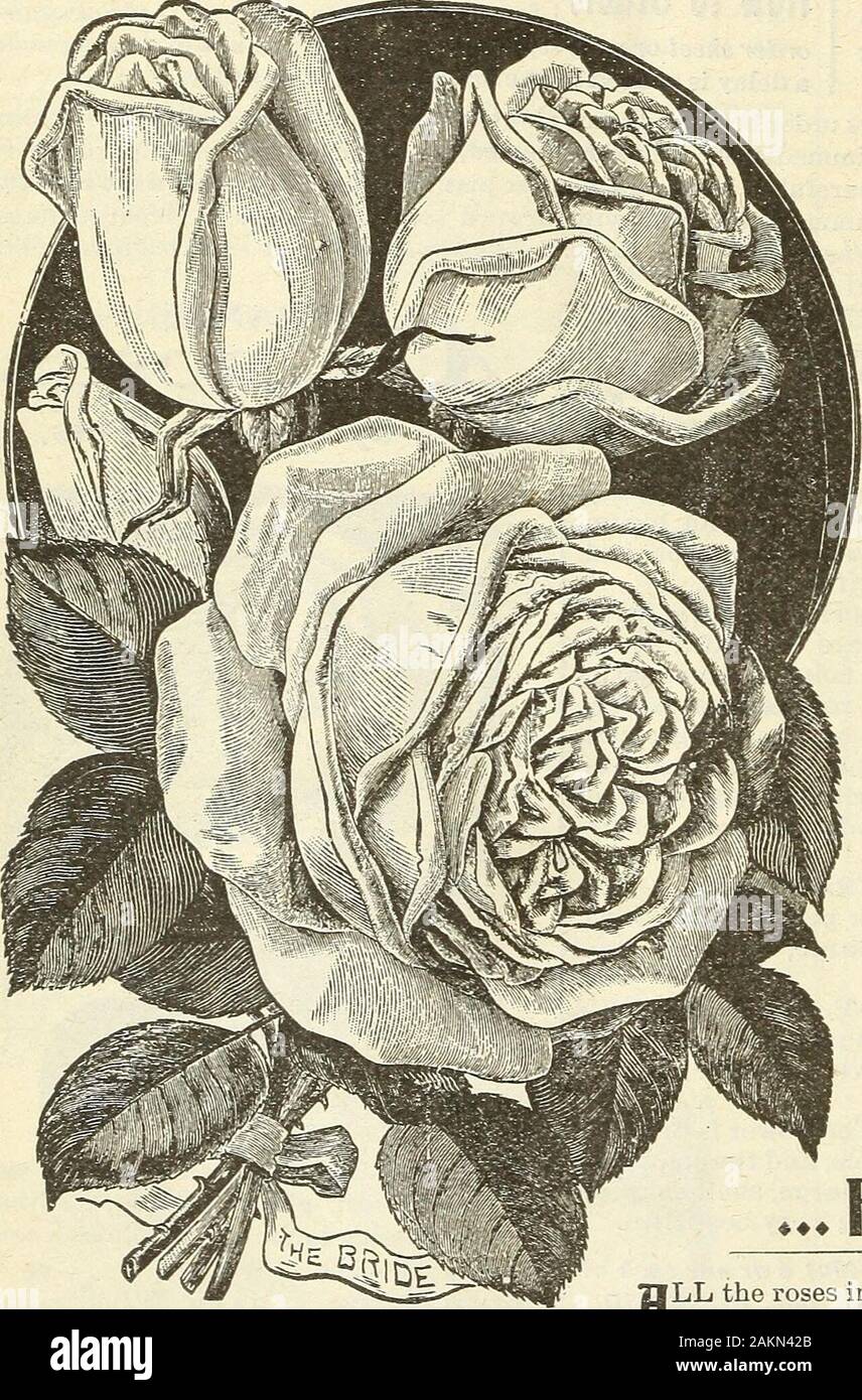 Garden flower and field seeds 1902 . *AGRIPPINA. Rich crimson; good bedder. *BON SILENE. Noted for the great size and beauty of its buds. Carmine-rose, shaded with salmon.THE BRIDE. Perfect globular, pointed buds of purest white.CATHARINE MERMET. Of the very highest type; a grand parent variety; silvery pink, delicately shaded in center and at base amber and fawn.. ^CHAMPION OF THE WORLD. A cross between Magna Charta and Hermosa. Perfectly hardy, perpetual in bloom; perfectly double. Deep rosy pink.CLOTHILDE SOUPERT. Fine for out-door, and by many con-sidered the very finest pot rose; color, a Stock Photo