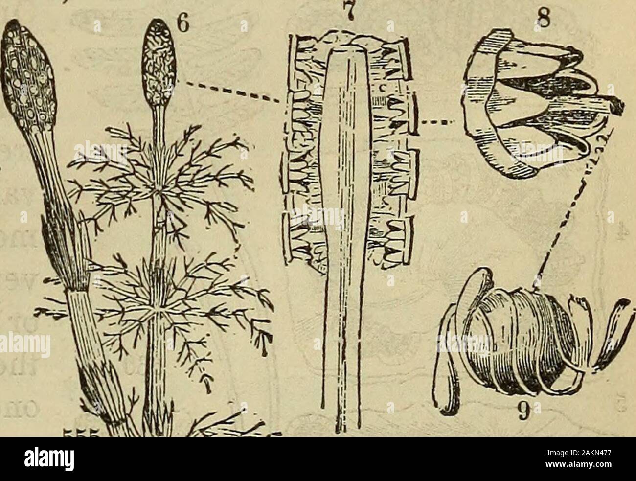 The American botanist and florist; including lessons in the structure, life, and growth of plants; together with a simple analytical flora, descriptive of the native and cultivated plants growing in the Atlantic division of the American union . stems, or with whorled branches. Stems striate-sulcate, jointed, fistular between, and separable at, the joints. Sheathsdentate, crowning each internode. Fructification a dense, oblong-cylin-dric, terminal, and cone-like spike, composed of 6-sided, peltate scales,arranged spirally, bearing beneath 4—7 spore-cases, Mhich open laterally.Spores globular, e Stock Photo