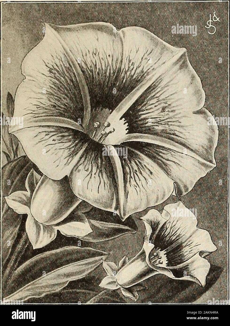 Garden and farm manual : 1905 . ery red. Pkt., 5c. 2152. Lobbs Nasturtiums, Mixed.Pkt., 5c; oz., 15o. 2158. Princess Victoria Louise.Creamy-white, with conspicuous orange-scarlet blotches and spur. One of thefinest, Pkt., 6c. 2159. Giant of Battles. SulphHr,with red blotches; very free-flowering.Pkt., 5c; oz., 20c HOW TO GKOW PANSIES The seed can be sown from Augustto March. The best plants and largestflowers can be obtained from seed sow*in August, September or October in acold frame with a southern aspectPlenty of air and light is essential.During mild weather sashes should beremoved. The pl Stock Photo