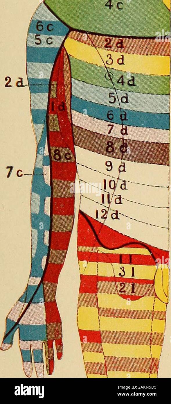 A treatise on the principles and practice of medicine . ,3 did X ?d :/ J 2d fail 4 1 5 s 4 1 2sJ These figures have been aevised by Wichmann in order to show the distribution of the sensory areascorresponding to the segments of the spinal cord. The colors used correspond to those of the normal spec-trum, red, orange, yellow, green, blue, indigo, and violet, with brown; respectively-—the first, second, third,fourth, etc., segments in each portion of the spinal cord--cervical, dorsal, lumbar, and sacral. The last foursegments in the dorsal region are left white. The advantage of the plate is tha Stock Photo
