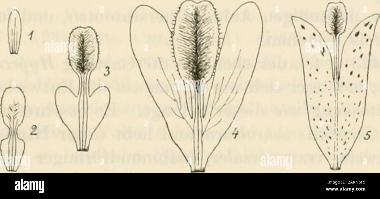 Untersuchungen über den Blütenbau der Papaveraceen . schon eine Länge von etwa 2,5 mm. Späterwaciisen diese La])pen sehr scimell heran, Avälu-end der Mittellappen, und zwar besondersseine stielälmliche Partie, gar nicht oder doch luu unbedeutend an Breite zunimmt. Zubemerken ist ferner, dass die drei (4efässbiindel, die sich von Anfang an in jedem derinneren Fetalen finden, sämtlich in den Mittellappen hinauslaufen, und dass die Bündelder Seitenlappen, die sich natürlich mit den lateralen ursprünglichen verbinden, erst viels])äter, je nachdem die Seitcnlappen auswachsen, hervortreten. Da also Stock Photo