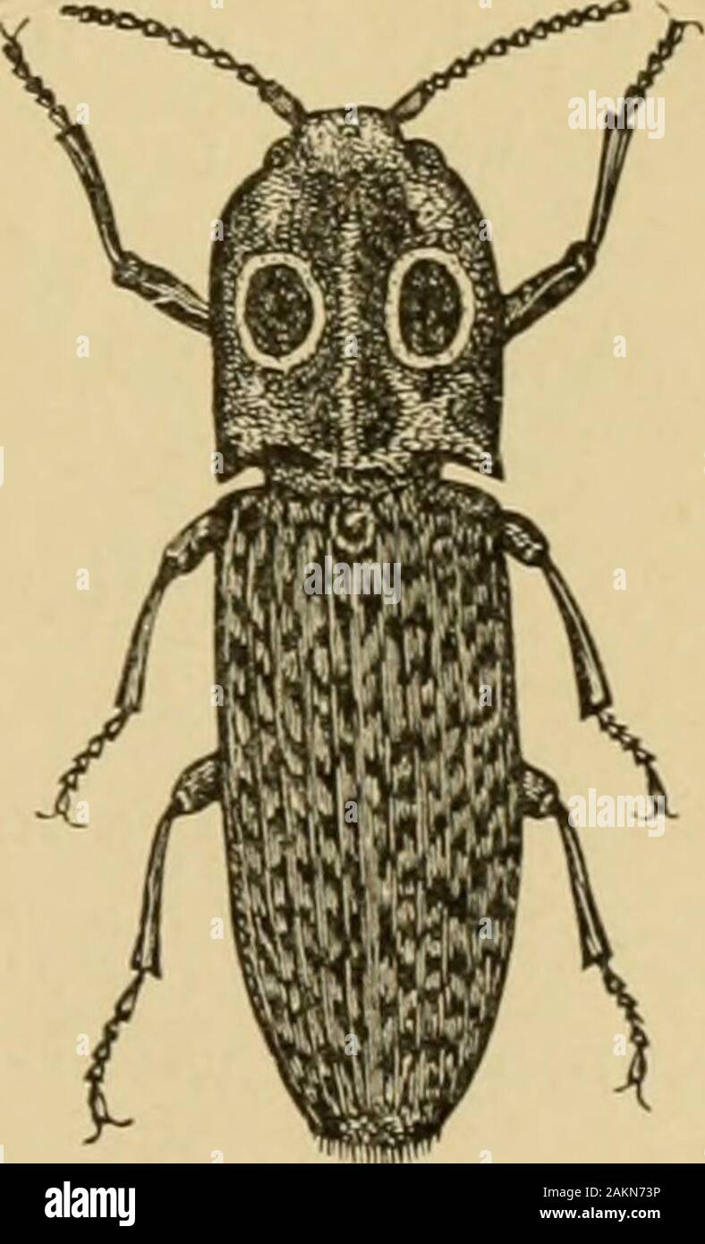 Insects injurious to fruits . No. 7.—The Eyed ElaterAlaus oculatus (Linn.). This is the largest of our Elaters, or spring-beetles, andis found with its larva in the decaying ^^^ jq wood of old apple-trees. The beetle(Fig. 10) is an inch and a half or morein length, of a black color, sprinkledwith numerous whitish dots. On thethorax there are two large velvety blackeye-like spots, which have given originto the common name of the insect. Thethorax i. about one-third the length ofthe body, and is powdered with whitishatoms or scales; the wing-cases are ridgedwith longitudinal lines, and the under Stock Photo