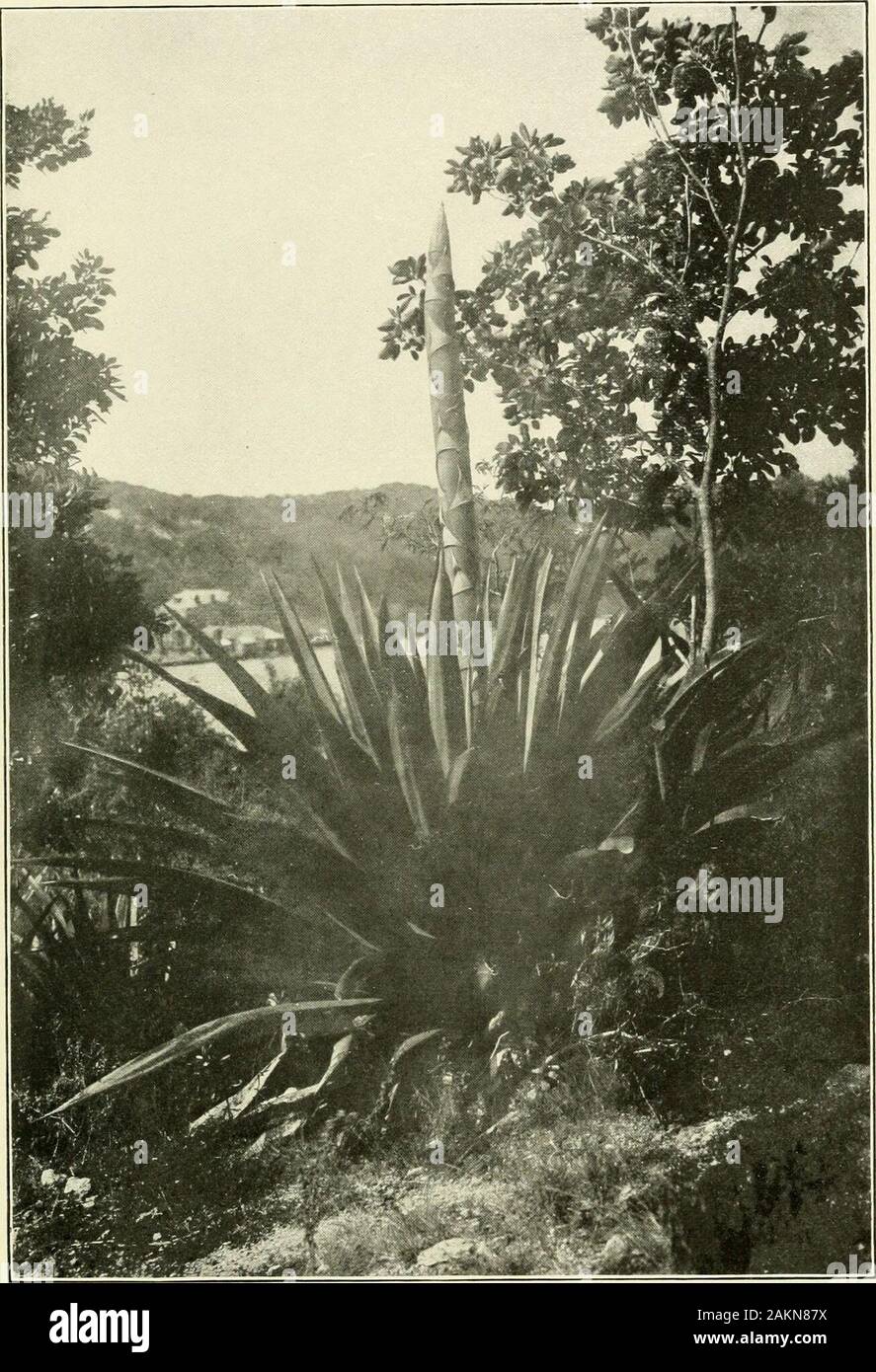 Expeditions organized or participated in by the Smithsonian Institution.. . Fig. 40. -A Cereus (C. Icpidotus Salm-Dyck) common on these islands. NearSt. Johns, Antigua. Photograph by Russell. with their Cactus Investigation for the Carnegie Institution ofWashington. Doctor Britton also took a party to the West Indies.Both parties started from New York City January 25. DoctorBritton and his assistants explored St. Thomas, St. Jan and othersof the Virgin Islands, Porto Rico, and Curacao. His collection con-sisted of more than 3,000 species, comprising two sets, one of whichhas been sent to the N Stock Photo