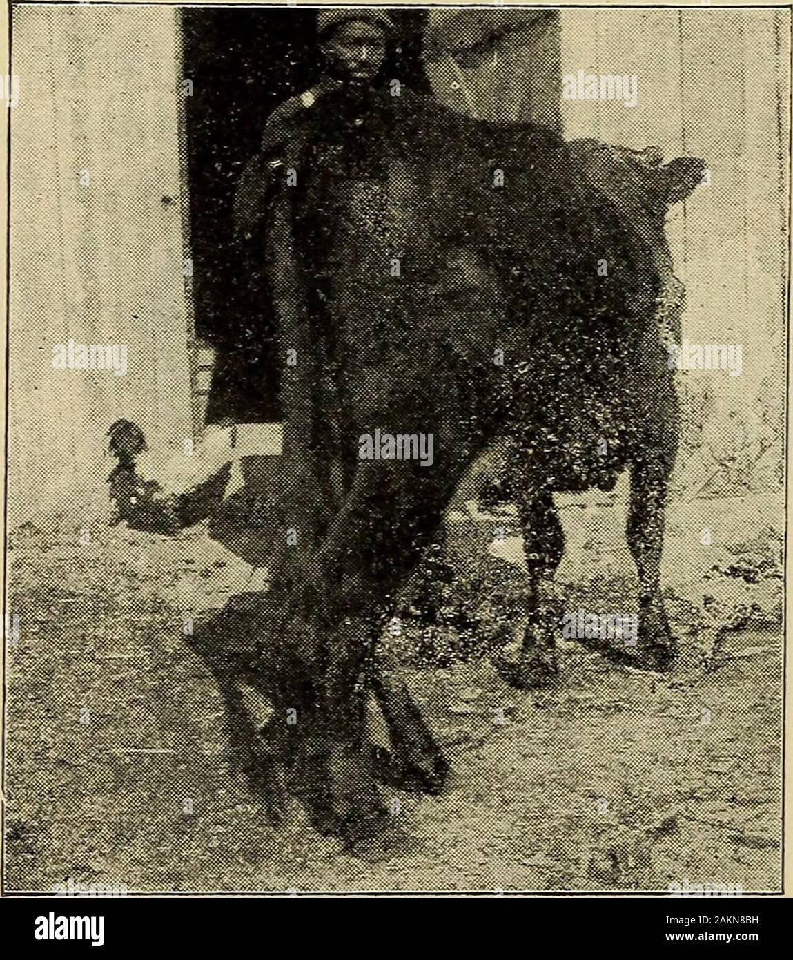 Cat vomit hires stock photography and images Alamy