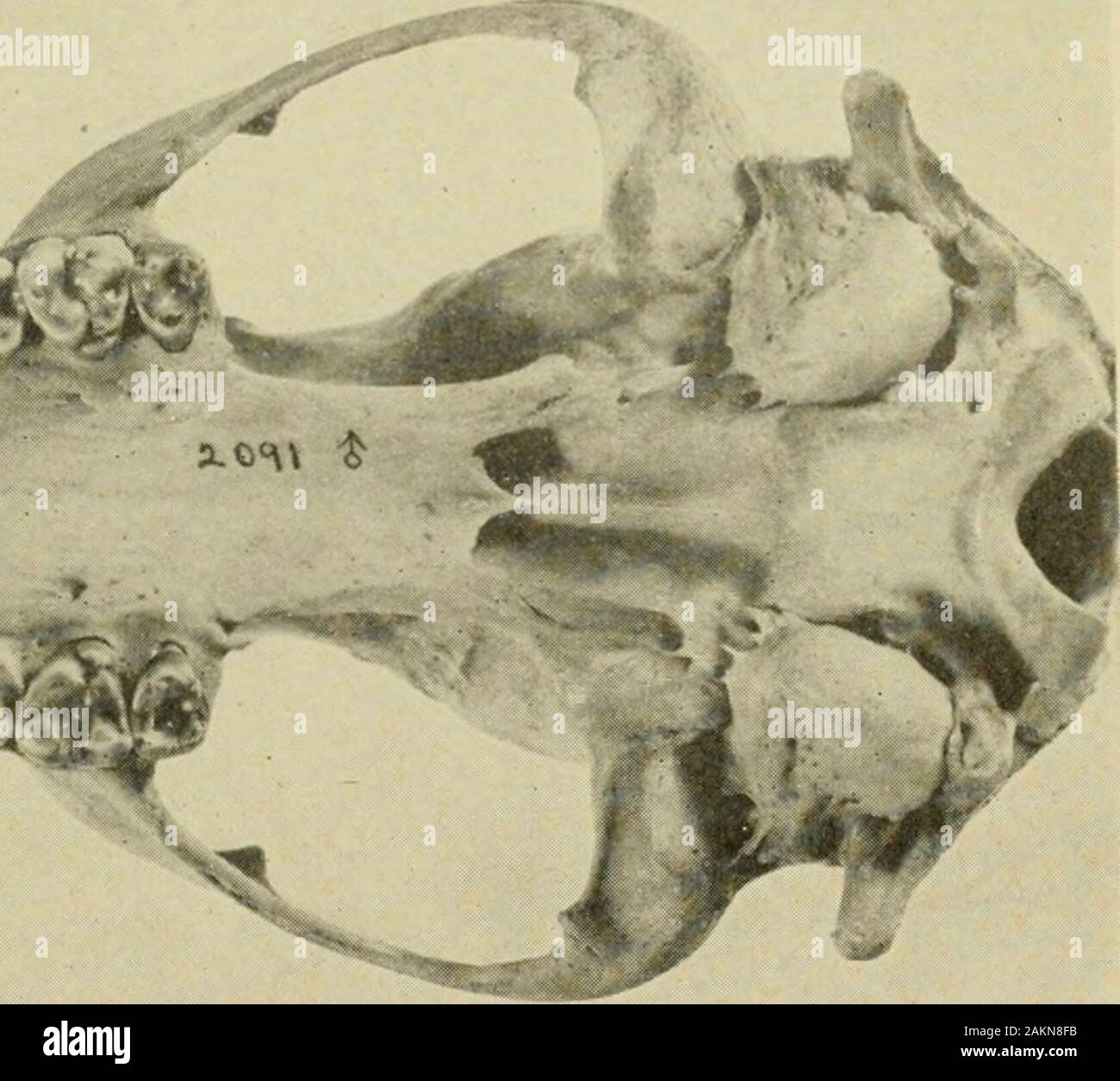 North American fauna . .- 1 r* &gt;-A ,J.. ^ k ^ ^ ^ i(lj. Skulls of Procijon, subgenus Procijon. 141 S7G119°—50 11 PLATE 19 [Five-sixths natural size] A. Procyon [Procyon] lotor hernandezii Wagler; male adult; Tlalpam, Valley of Mexico, Mexico. (No. 51151, U. S. Natl. Mus., Biological Surveys collec-tion.) B. Procyon [Procyon] lotor pumilus Miller; male adult; Porto Bello, Panama. (No. 171484, U. S. Natl. Mus., Biological Surveys collection.) 142 NORTH AMERICAN FAUNA 60, FiSH AND WILDLIFE SERVICE PLATE 1! Stock Photo