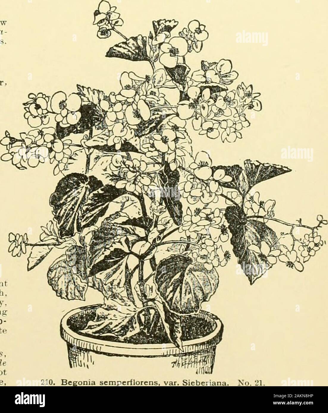 Cyclopedia Of American Horticulture Comprising Suggestions For Cultivation Of Horticultural Plants Descriptions Of The Species Of Fruits Vegetables Flowers And Ornamental Plants Sold In The United States And Canada Together With Geographical Cyclopedia Of American Horticulture Comprising Suggestions For Cultivation Of Horticultural Plants Descriptions Of The Species Of Fruits Vegetables Flowers And Ornamental Plants Sold In The United States And Canada Together With Geographical