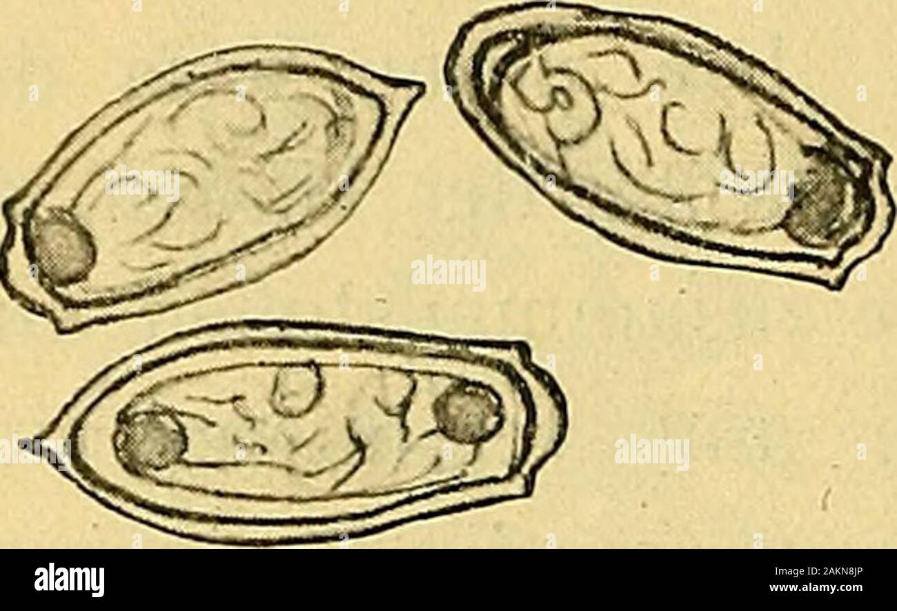 Ein Fall von Distomum spathulatum (Leuckart) . äutiges Bläschen,das mehrere fingerartige Fortsätze zeigt. Es sitzt derSamentasche helmartig auf. Die Samentasche (i) ist ungefähr doppelt so groß undhat die Gestalt eines aufgetriebenen Beutels, dessen Längsaxediagonal zur Längsaxe des Wurmes liegt. Aus der Samen-tasche sieht man den S-förmig gebogenen LauerschenKanal ausmünden, dessen Bedeutung unklar ist. Aus den Seitenlappen des Ovariums entspringen fastrechtwinklich die sehr dunkel gefärbten Dottergänge. DieDotterstöcke (k) liegen in den Seitenteilen des Parasitenzwischen der Cuticula und den Stock Photo