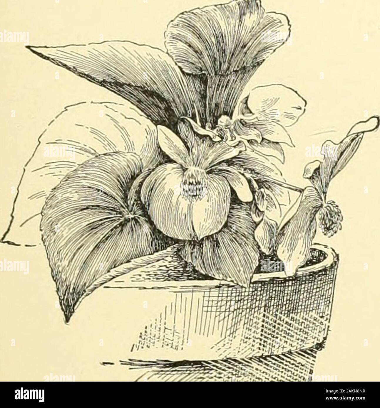 Cyclopedia of American horticulture, comprising suggestions for cultivation of horticultural plants, descriptions of the species of fruits, vegetables, flowers and ornamental plants sold in the United States and Canada, together with geographical and biographical sketches, and a synopsis of the vegetable kingdom . :sts. tall and succulent: Ivs. ovate, IJ^in. long, tingedwith red when young : fls. droopiner like a fuchsia, rich. 209. Begonia sempeHlorens. A recently struck cutting. To show the precocity of bloom.No. 20. scarlet, males with i petals, females with 5 petals. NewGranada. B.M. 4281. Stock Photo