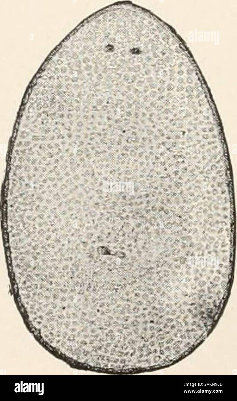 General principles of zoology . FIG. 9>—Discoidal cleavage of the egg