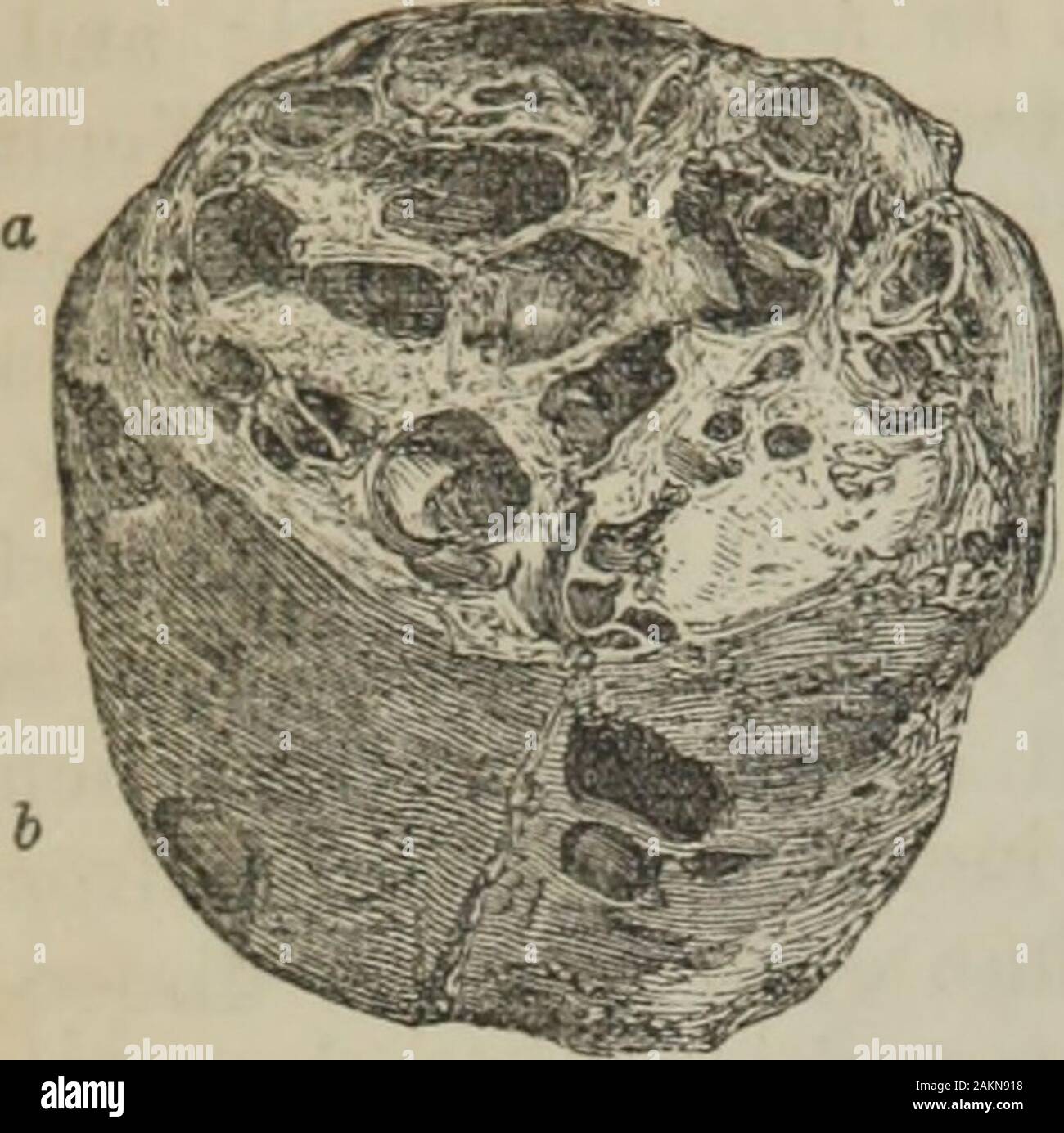 Gelatinous membrane hires stock photography and images Alamy