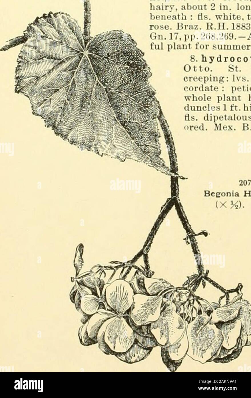 Cyclopedia of American horticulture, comprising suggestions for cultivation of horticultural plants, descriptions of the species of fruits, vegetables, flowers and ornamental plants sold in the United States and Canada, together with geographical and biographical sketches, and a synopsis of the vegetable kingdom . tis the onlyBegonia in cult, with thick, felted, peltate, silvery Ivs. cc. Size of Ifs. small, less than 2 in. ivide. 6. Margarltae, Hort. (B. metdllica x echinosSpala).Plant 1-2 ft. high ; sts. purple, hairy : Ivs. ovate-acumi-nate, sinuously dentate, green above, red beneath ; fls. Stock Photo