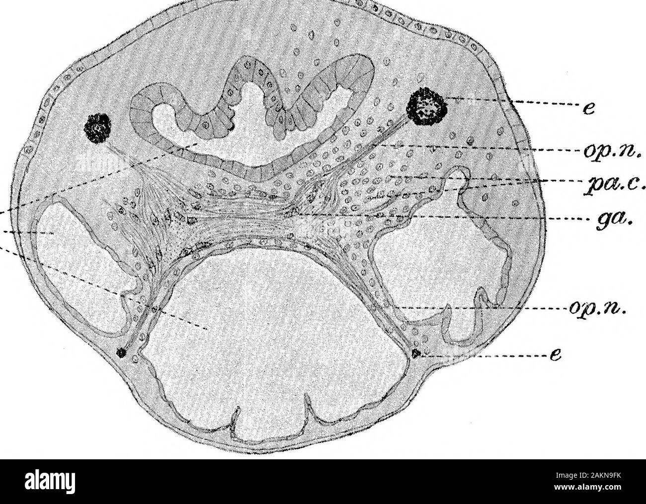 The Influence of the Position of the Cut upon Regeneration in Gunda Ulvae . ^^r-. ;e5.^. Fig. IX.—Section through IBEeteromorphic Head, 20 days (text-fig. IV, 8). e., eye ; (/., gut; ga., ganglion : op.n.^ optic nerve ; pa.c, parenchyma cells. IV. Discussion.As was mentioned earlier in the paper, Child (1) has already shownthat the presence of at least half the cerebral ganglia is necessary forcomplete regeneration in Leptoplancc. The removal of more than half VOL. LXXXVII.—B. 2 E 364 Miss D. J. Lloyd. Influence of the Position of the the ganglia causes the production of defective heads. When Stock Photo
