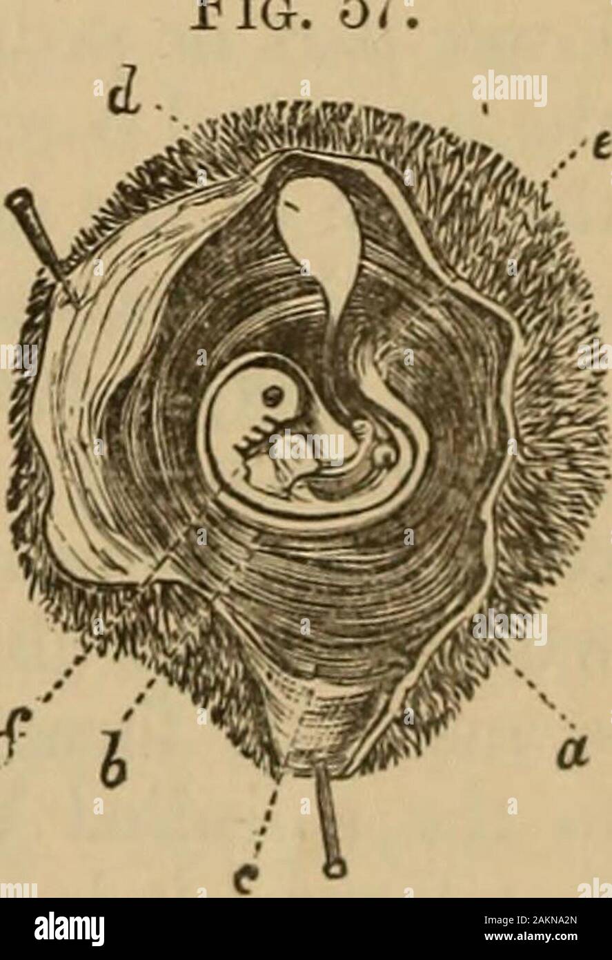 A treatise on the science and practice of midwifery . placentalend of the umbilical cord at the full period of preg-nancy. The umbilical vesicle is filled with a yel-lowish fluid, containing many oil- and fat-globules,similar to the yelk of an egg. The Allantois.—Somewhere about the twentiethday after conception a small vesicle is formed towardthe caudal extremity of the foetus, which is calledthe allantyis. This membrane in mammals is im-portant, as it forms the greater part of the fetalplacenta, a small portion of it remaining inside thebody permanently as the bladder. It begins as adivertic Stock Photo