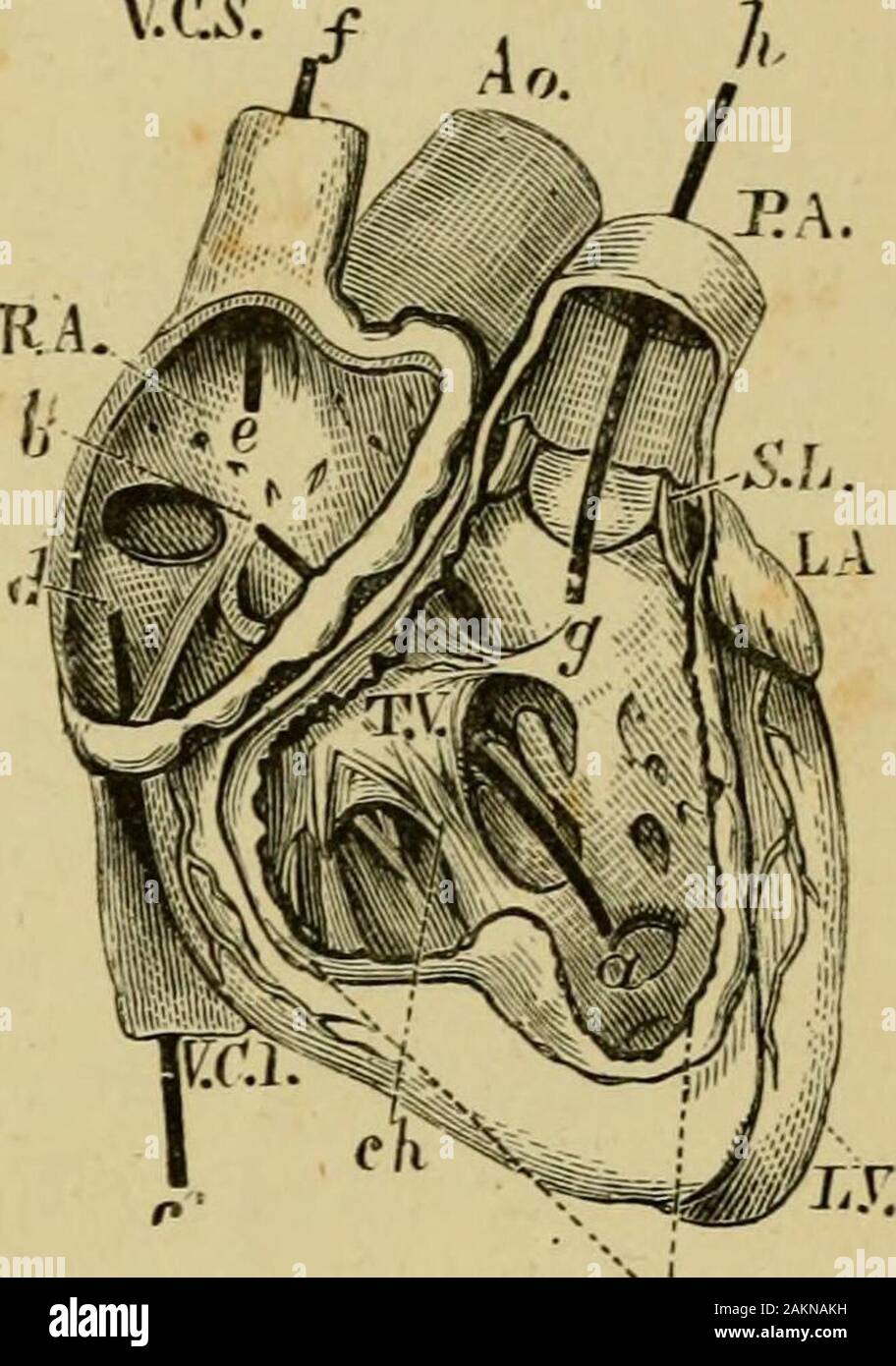 La aorta y la vena cava inferior hi-res stock photography and images ...