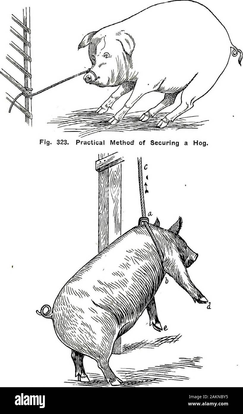 Restraint of domestic animals; a book for the use of students and  practitioners; 312 illustrations from pen drawings and 26 half tones from  original photographs . Fig. 322. Champion Hog Holder Applied,