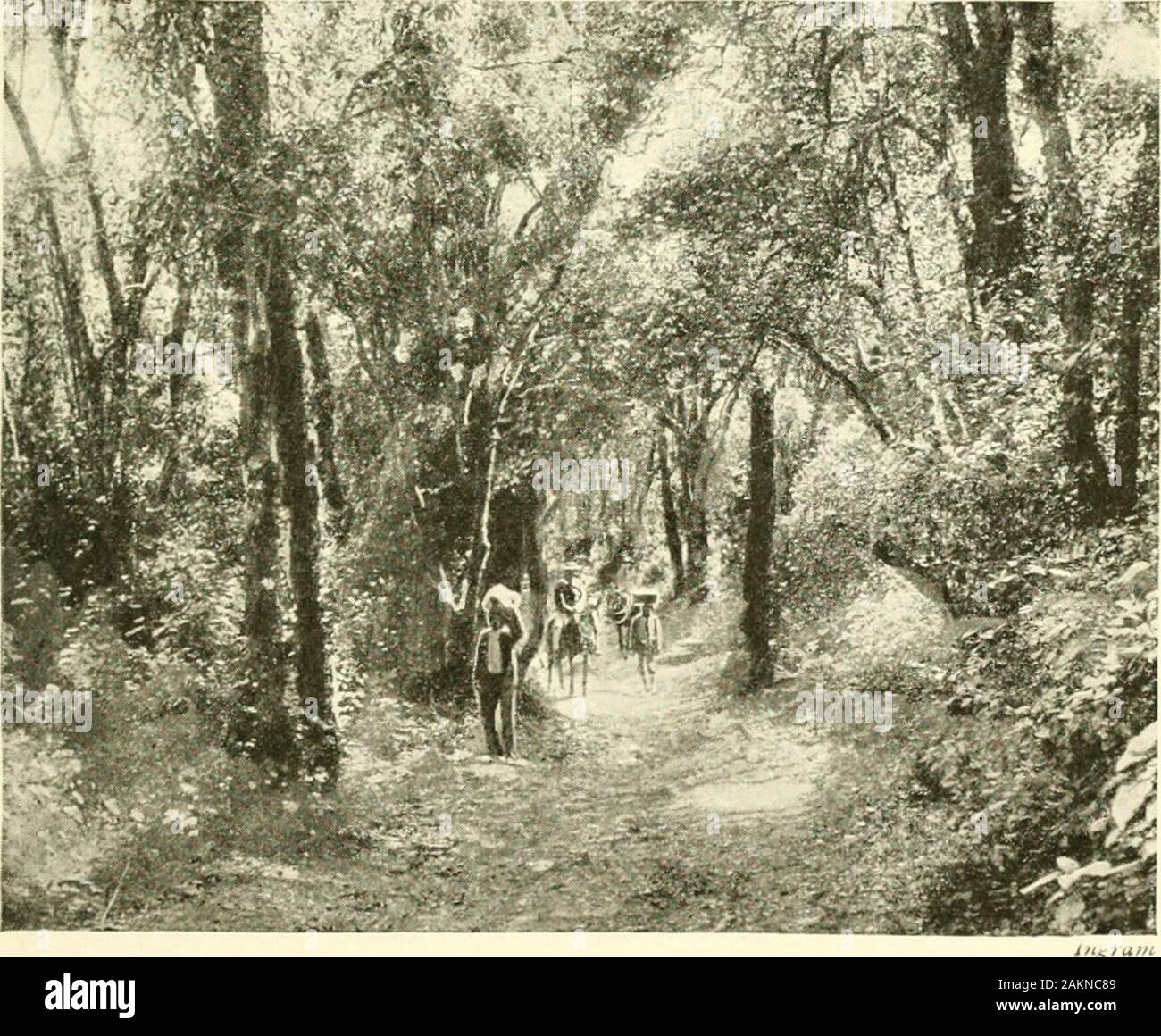 The Colony Of Natal; An Official Illustrated Handbook And Railway.