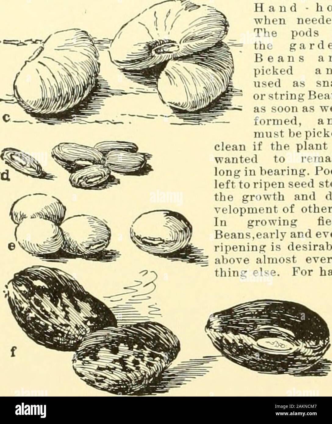 Cyclopedia of American horticulture, comprising suggestions for cultivation of horticultural plants, descriptions of the species of fruits, vegetables, flowers and ornamental plants sold in the United States and Canada, together with geographical and biographical sketches, and a synopsis of the vegetable kingdom . 191. Types of Beans. Natural size,a Vicia Faba. b, Phaseolus vulgaris, c, Phaseolus lunatus.d. Dolichos sesQuipedalis. e, Glycine hispida. f, Phaseolusniultifloi-us. vesting the crop, special tools have been devised andare in use by those who make a business of Bean-grow-ing ; but wh Stock Photo