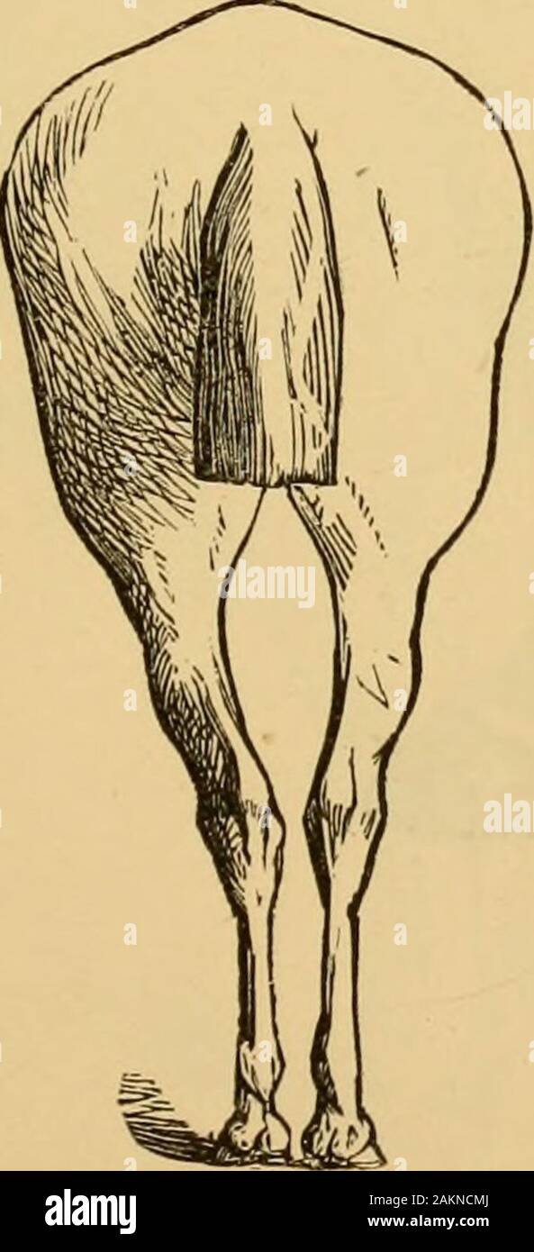 The art of taming and educating the horse : with details of management in the subjection of over forty representative vicious horses, and the story of the author's personal experience : together with chapters on feeding, stabling, shoeing, and the practical treatment for sickness, lameness, etc: with a large number of recipes . Fici. 356. Fig. 357.. Stock Photo