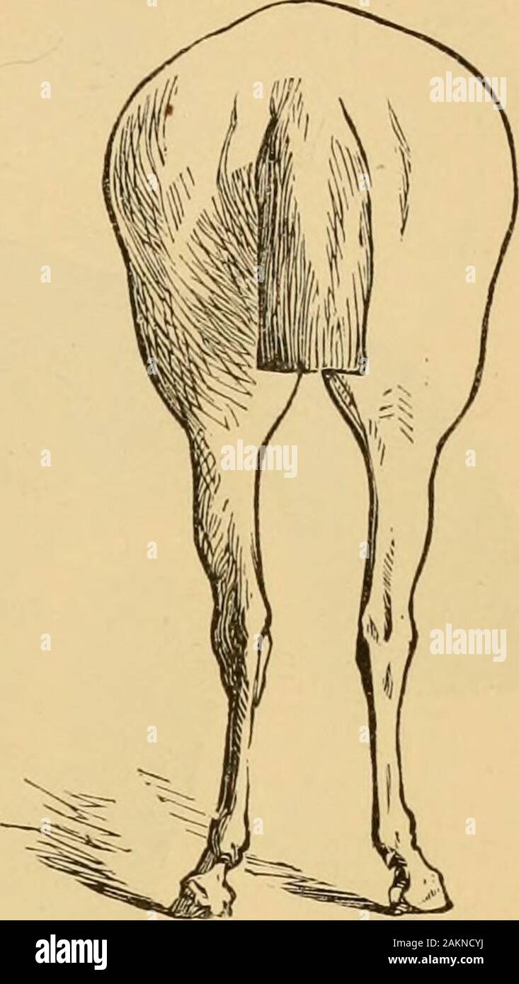 The art of taming and educating the horse : with details of management in the subjection of over forty representative vicious horses, and the story of the author's personal experience : together with chapters on feeding, stabling, shoeing, and the practical treatment for sickness, lameness, etc: with a large number of recipes . Fici. 356. Fig. 357. Stock Photo